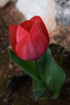 户外自然绿色枝叶红色花朵郁金香植物