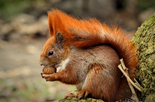 可爱松鼠怀抱坚果啃食高清抓拍