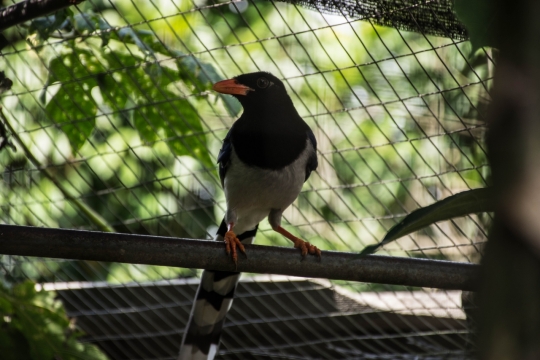 站在公园栏杆上的喜鹊