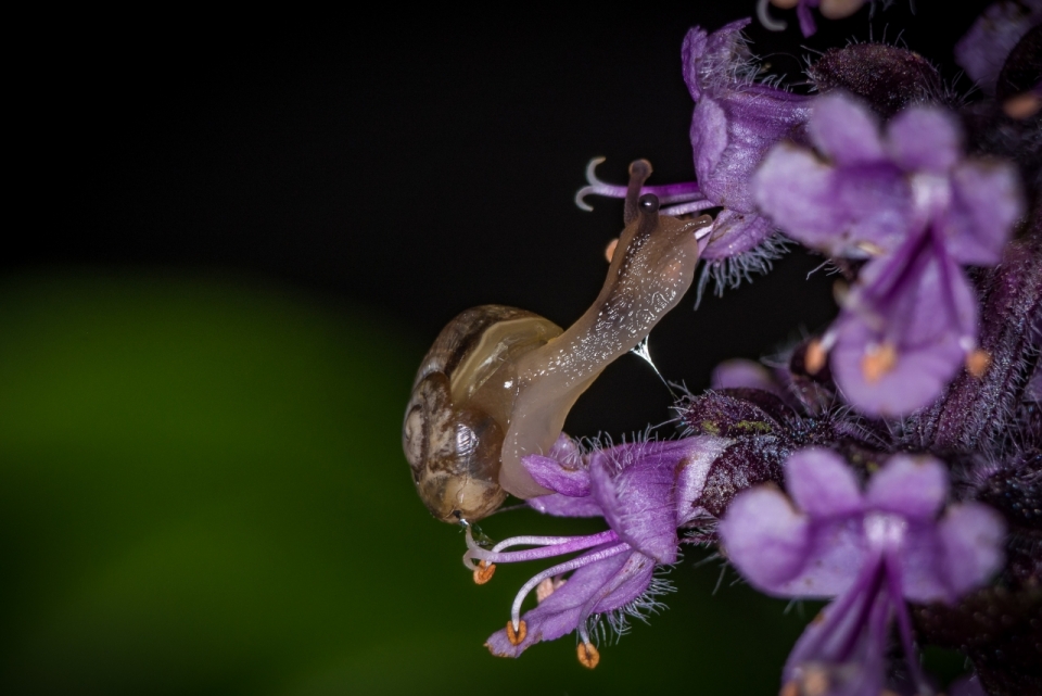 背景虚化在紫色花朵上攀爬的蜗牛