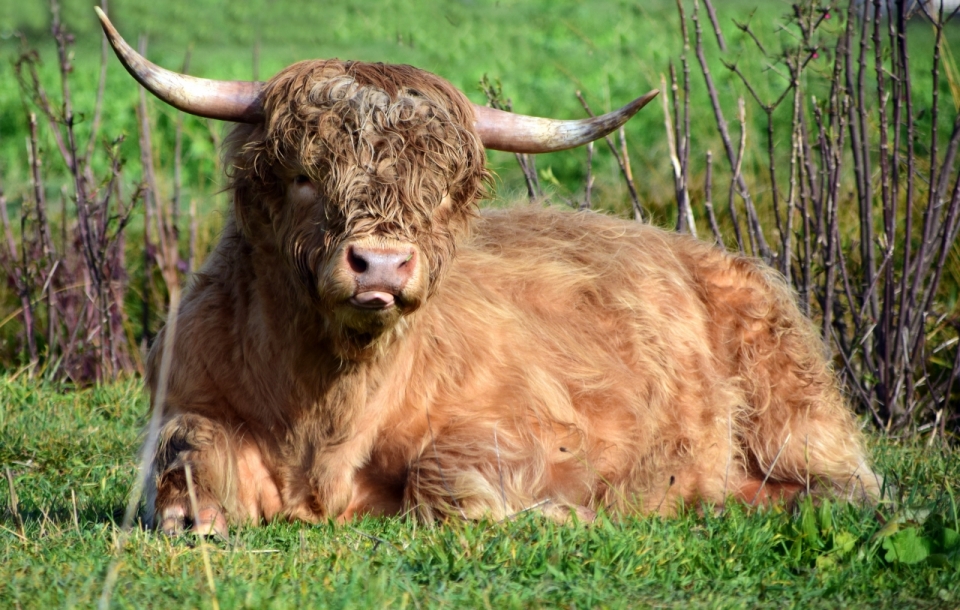 趴在草地上享受温暖阳光的牦牛
