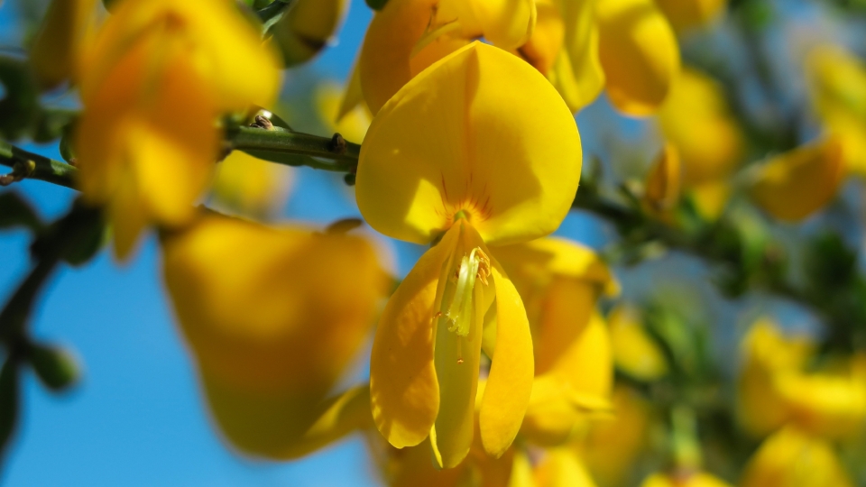 黄色金雀花风景高清桌面壁纸