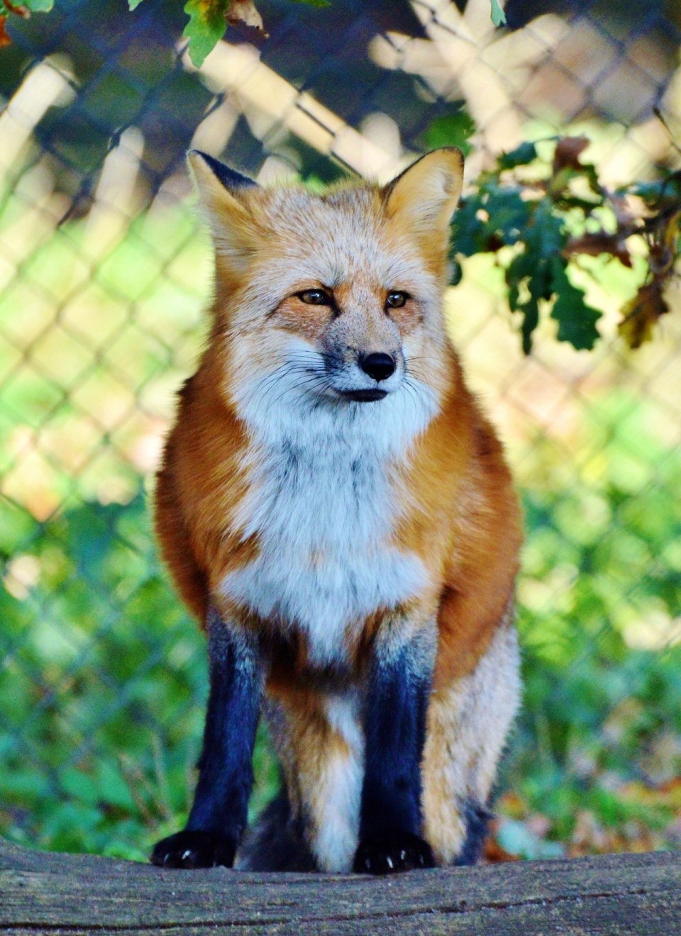 静坐在铁栅栏前眼神机敏的狐狸