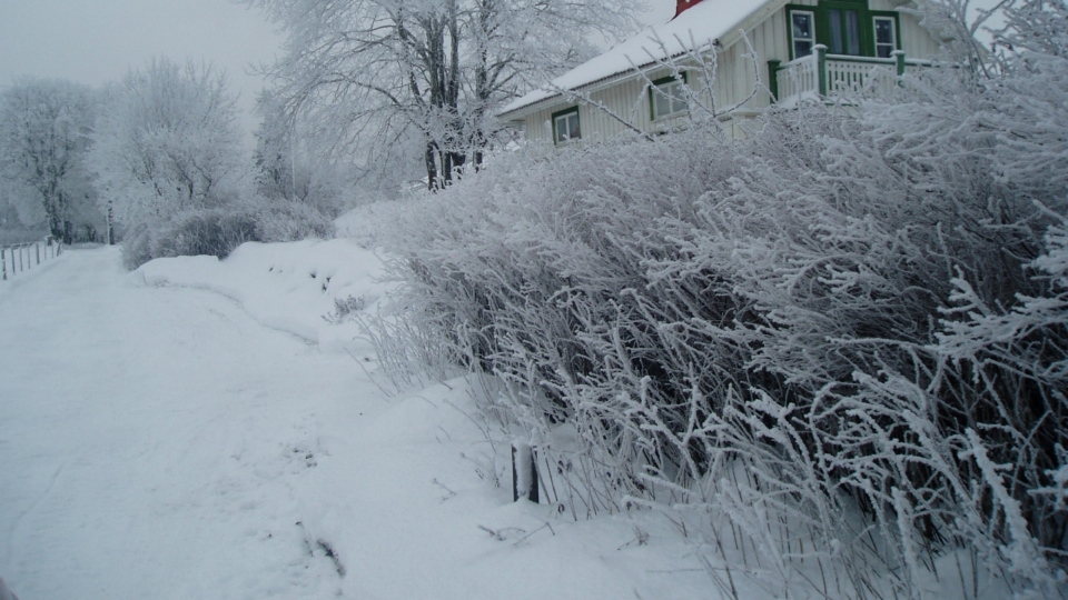 冬日雾松自然风景雪景景观高清桌面壁纸