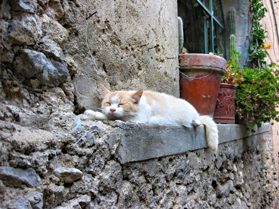 古老石质建筑墙壁窗台可爱黄色宠物猫