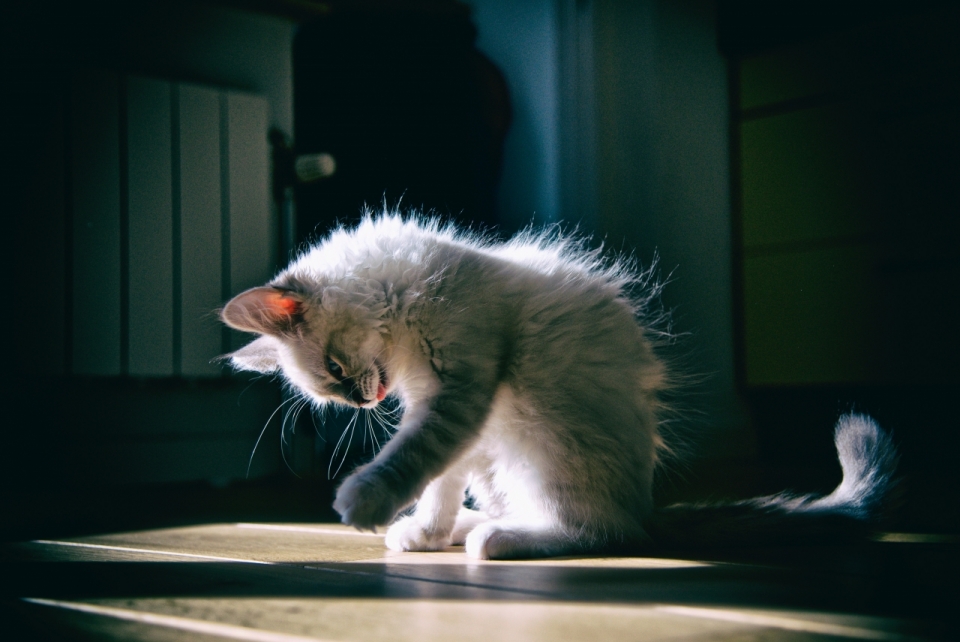 室内地板阳光下清洁毛可爱灰色小猫