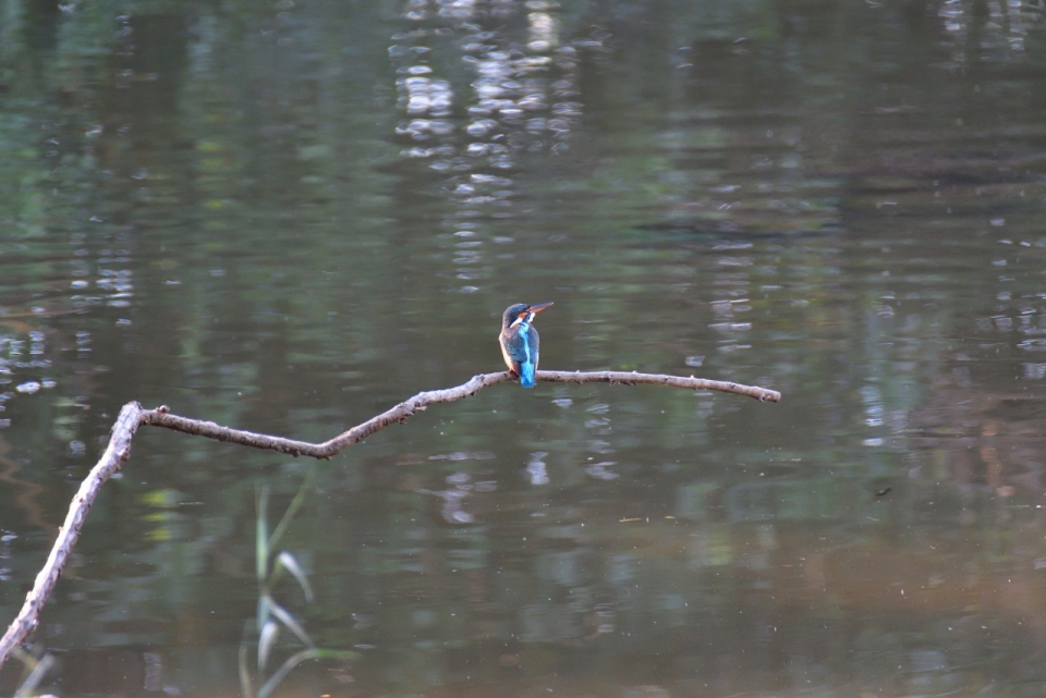 自然湖泊树木树枝野生蓝色鸟类动物