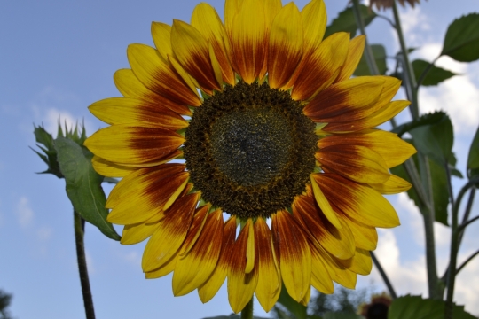 田园间盛开金色向日葵花朵高清特写