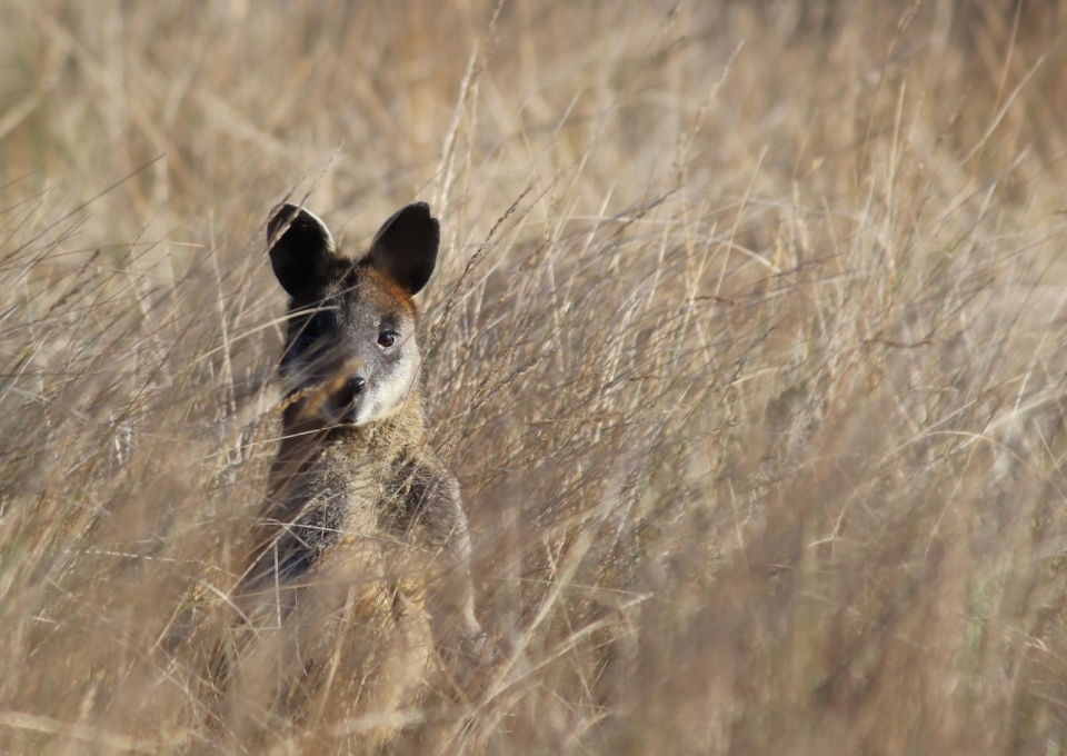 非洲草原中躲藏可爱小动物高清特写