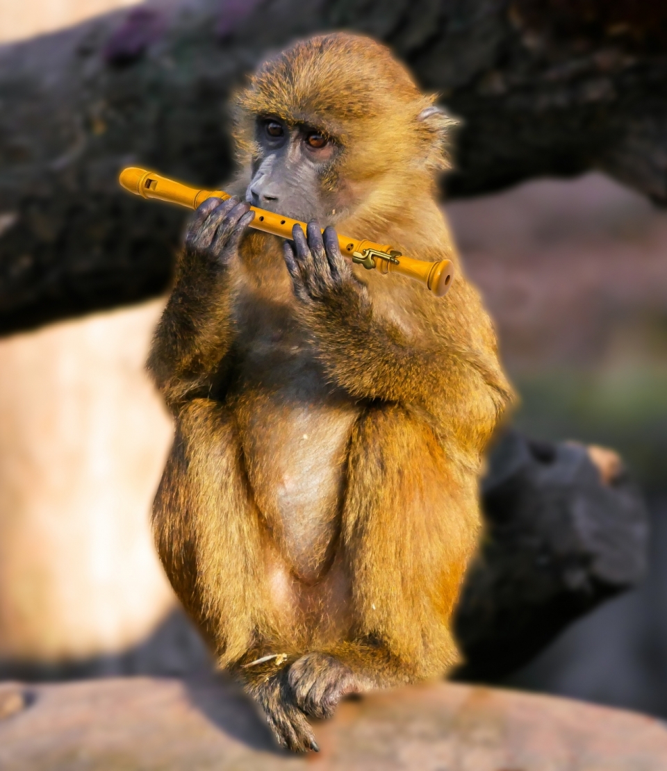 吹笛子的金丝猴