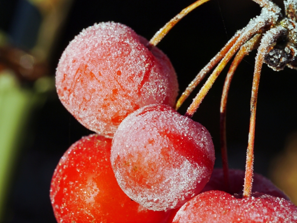 背景虚化新鲜成熟的樱桃水果摄影