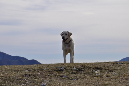 山坡草地上站着的白色萌犬