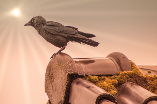 瓦楞太阳小鸟云和平