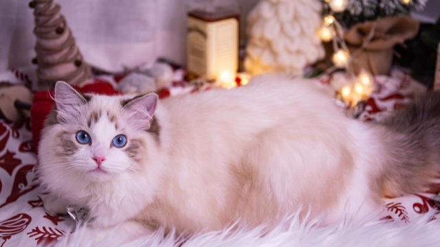 性格温顺的布偶猫高清桌面壁纸