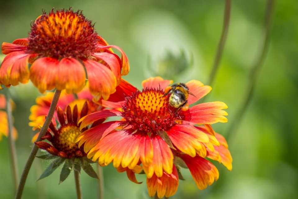 户外自然橙色花朵植物上蜜蜂昆虫