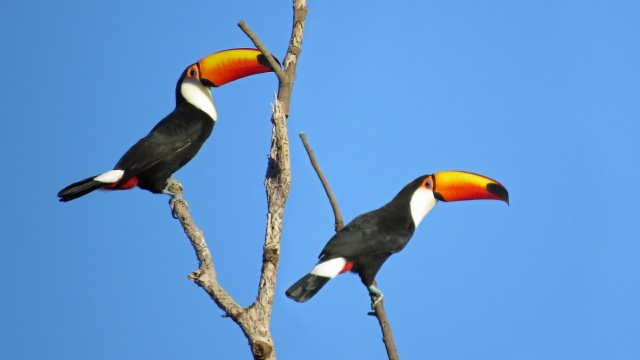 巨嘴鸟在枝头自然风光高清桌面壁纸