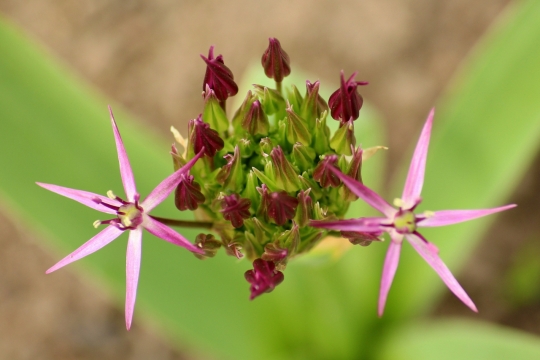 虚化背景户外自然绿色叶子植物粉色花朵