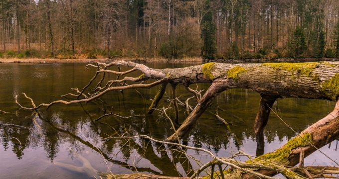 暴雨后倒塌树干清澈湖泊景观