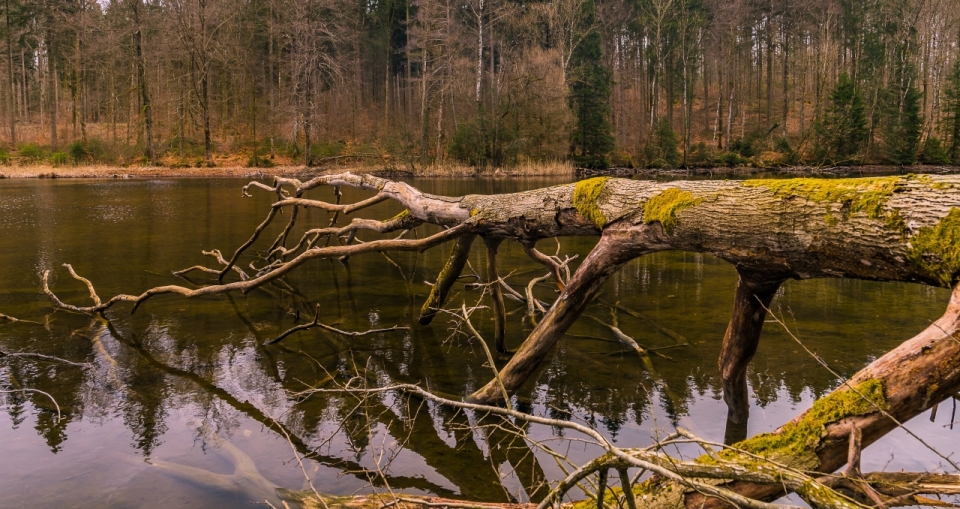 暴雨后倒塌树干清澈湖泊景观