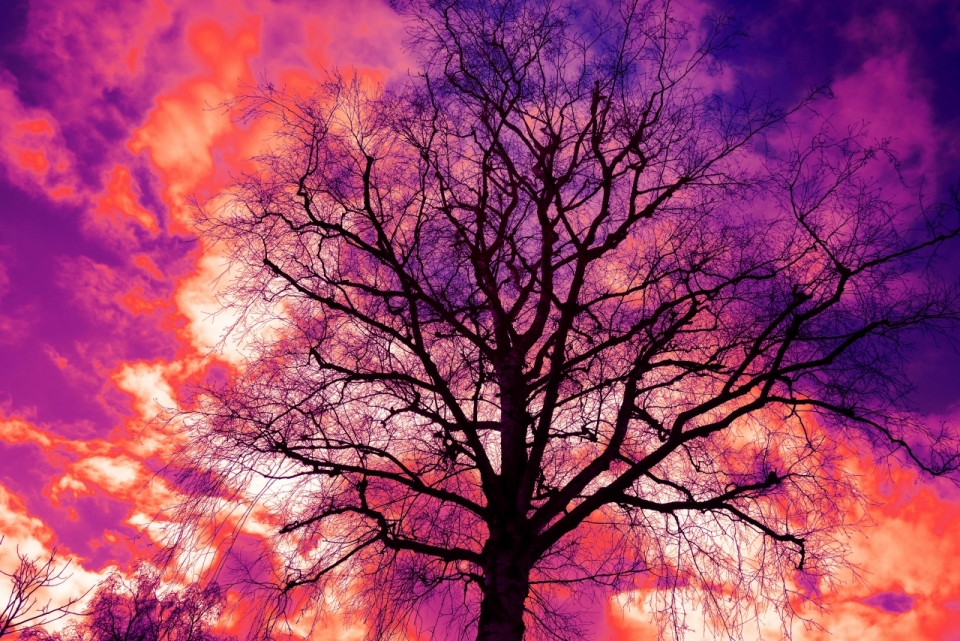 灿烂紫红色天空枯萎树枝植物外观