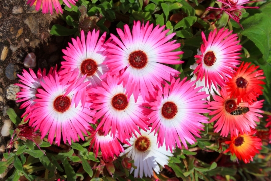 风景摄影_夏日彩色花卉盛开美景