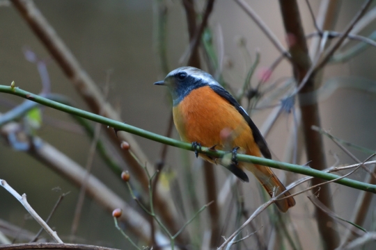 户外自然树木树枝野生鸟类动物