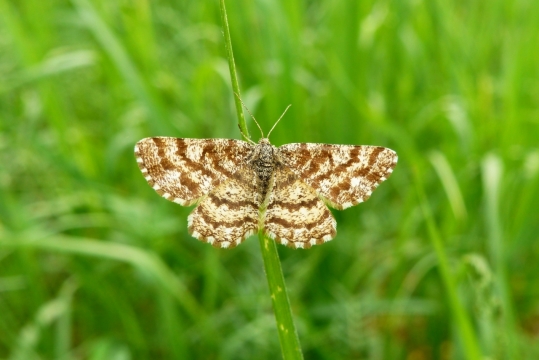 户外自然绿色草坪黄色蝴蝶昆虫