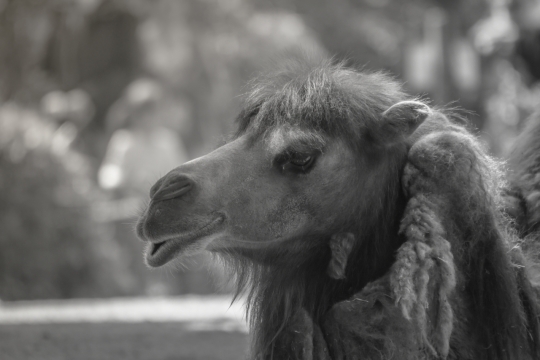 黑白自然户外野生骆驼动物