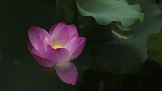 唯美清新绿色植物写真