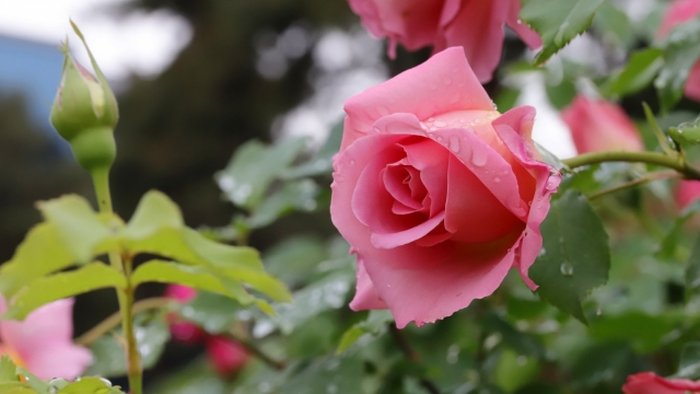 红玫瑰鲜花美丽漂亮高清桌面壁纸