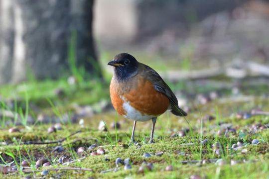 阳光自然绿色草坪小巧野生鸟类动物