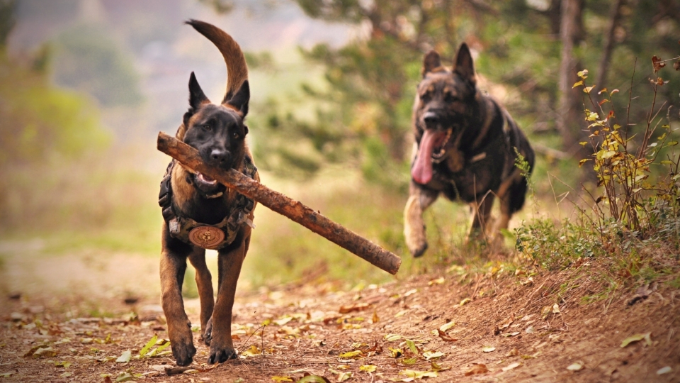 马里努阿犬狗狗高清桌面壁纸