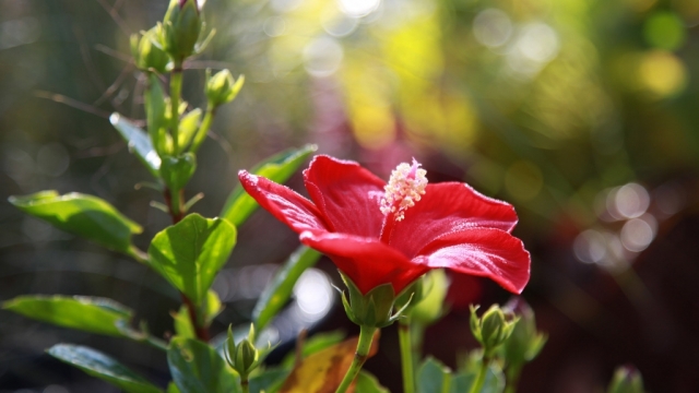 芙蓉花无水印电脑桌面高清壁纸图片