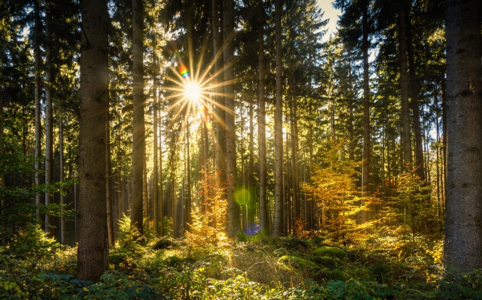 阳光穿透树木照进树林逆光摄影