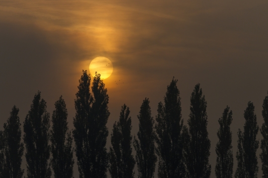 暮色下即将落下的太阳和一排松树