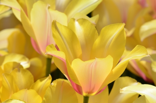 户外黄色花朵绿色枝干自然植物