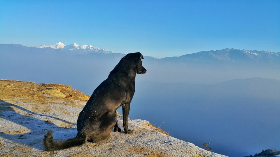 站在山峰悬崖边眺望远处的小黑狗