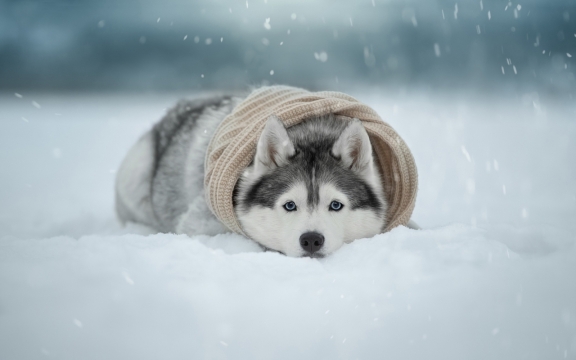 精选可爱狗狗高清桌面壁纸图片