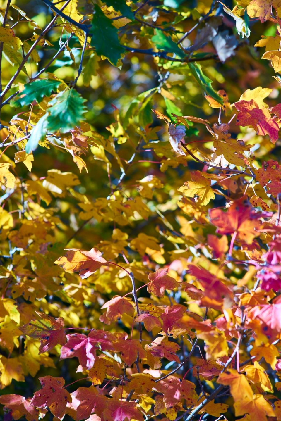 秋天户外自然树林树叶