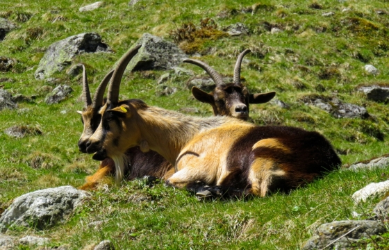 阳光自然绿色草坪野生山羊动物