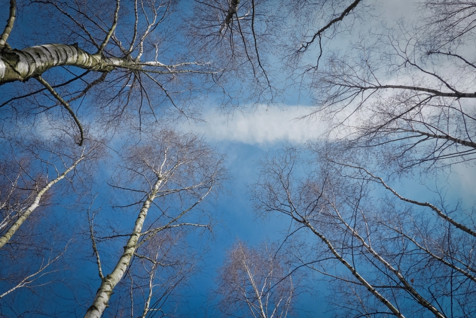 仰望天空自然树林枯枝蓝天白云美景