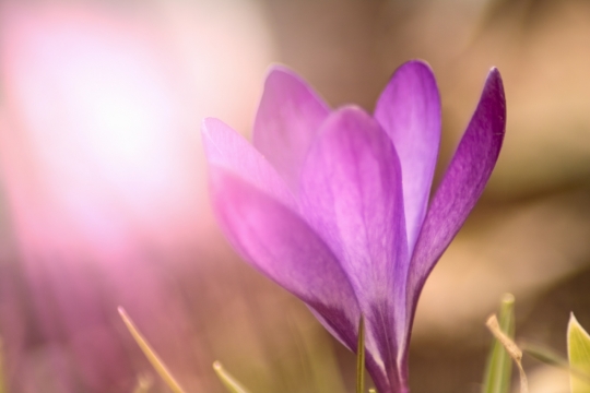 虚化背景阳光户外自然紫色花朵植物