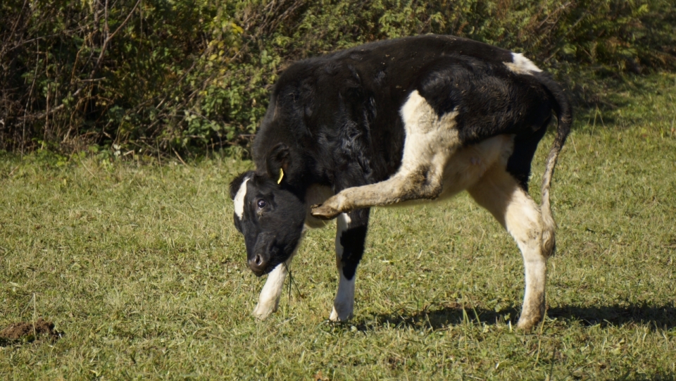 午后舒适的草坪上正在挠痒的小牛
