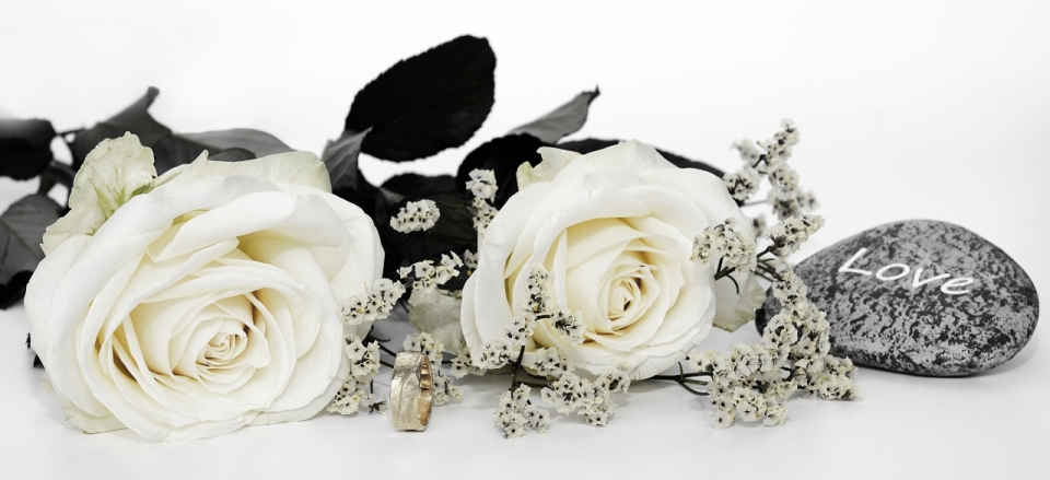 盛开的白玫瑰和写真love的石头特写