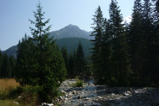 深山丛林密集松树植物清爽风景