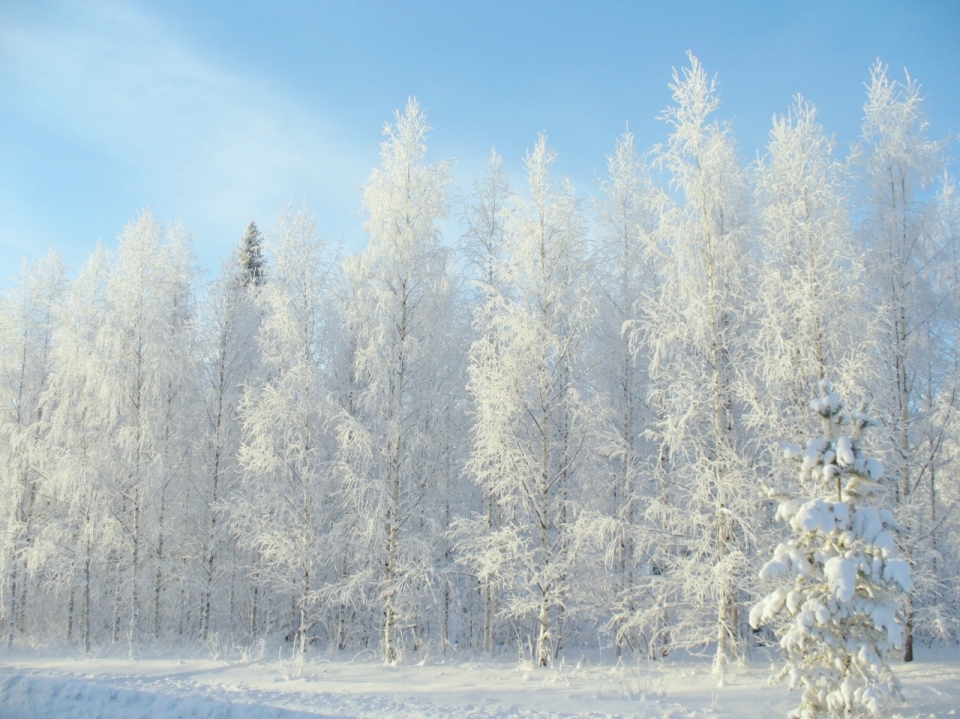 冰天雪地下的白色树林