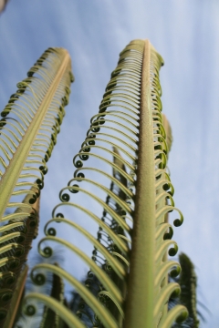 蓝色天空下奇特绿色叶子植物