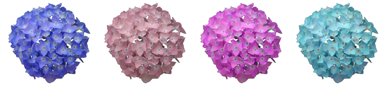 白色背景上颜色不一的绣球花