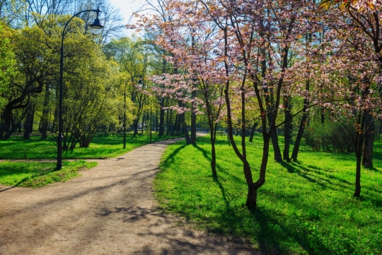 森林公园清新草地花朵自然风光