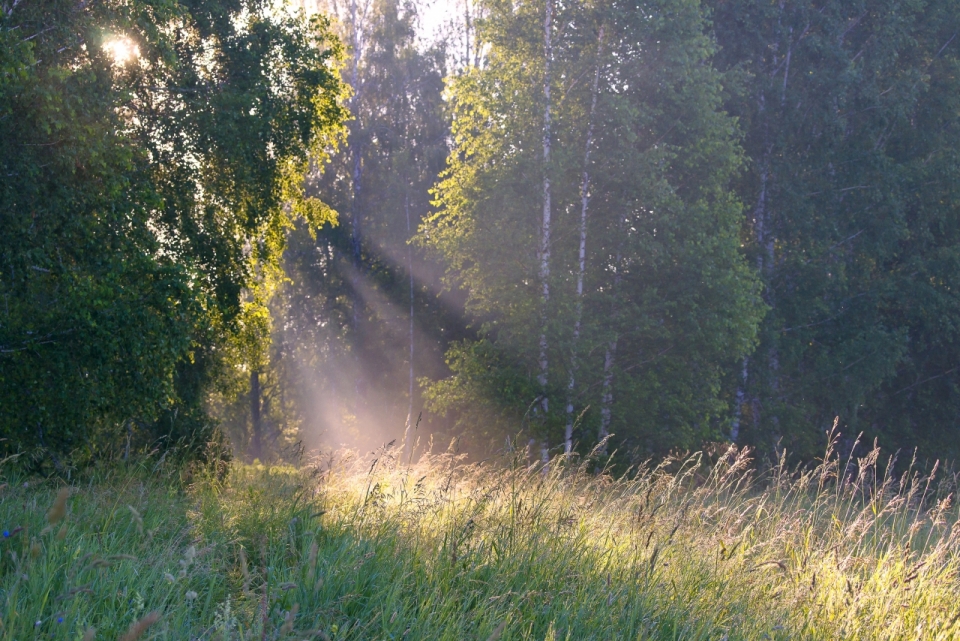 阳光穿透树林照在绿色草地上